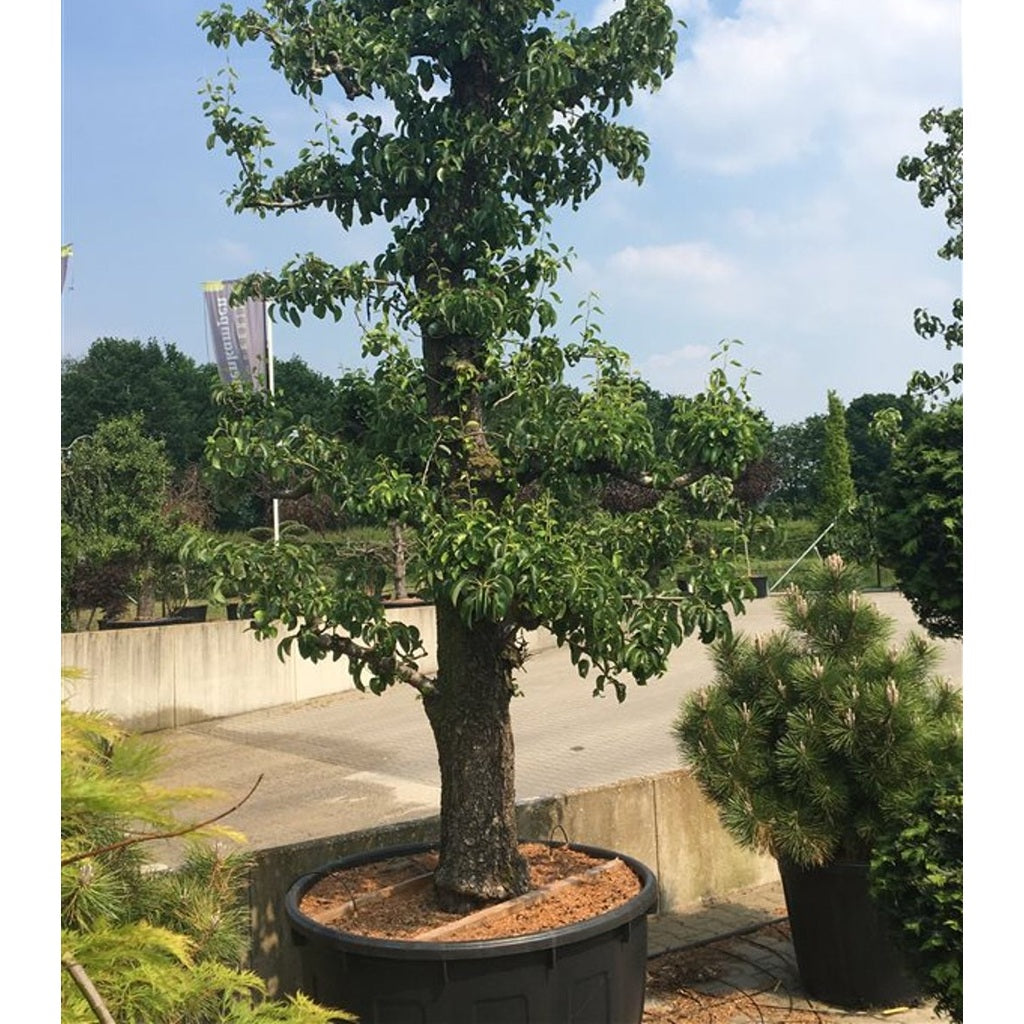 Päron – Pyrus communis 'Conference' - C500 Zeer oudestam